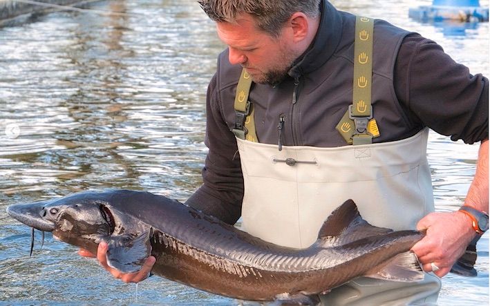 SUBLIME - Le caviar landais se fait une place au sommet